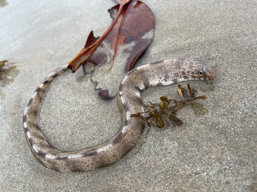 Lesser moray (Gymnothorax minor) — Muraenidae — 2