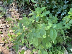 Rubus allegheniensis