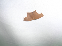 Lepidoptera