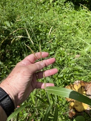 Sorghum