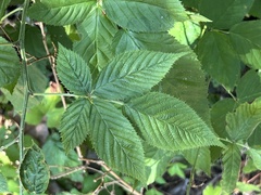 Rubus allegheniensis