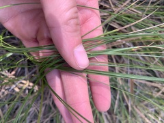 Carex garberi
