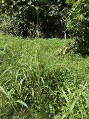 Sorghum