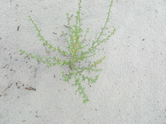 Salsola kali