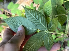 Rubus allegheniensis