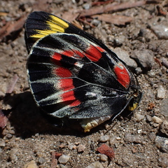 Delias harpalyce