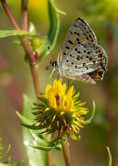 Tharsalea xanthoides