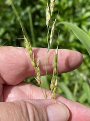 Sorghum