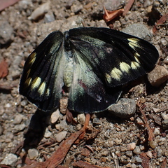 Delias harpalyce