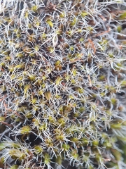 Grimmia