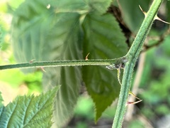 Rubus allegheniensis