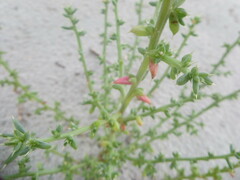 Salsola kali