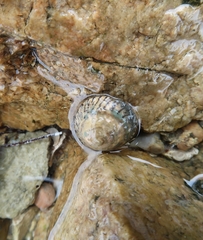 Bembicium nanum