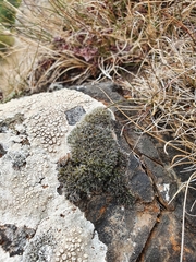 Grimmia