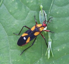 Oncopeltus guttaloides