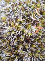 Grimmia