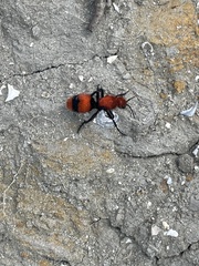 Dasymutilla occidentalis