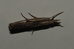 Agriphila
