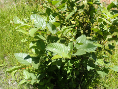 Alnus rhombifolia