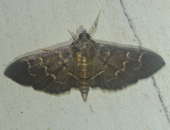 Pilocrocis ramentalis