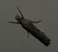 Agriphila