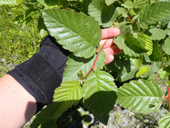 Alnus rhombifolia