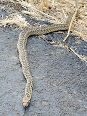 Pituophis catenifer catenifer