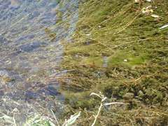 Elodea