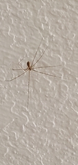 Pholcus
