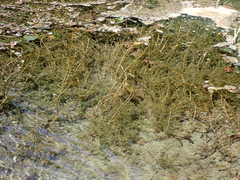 Elodea