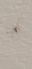 Pholcus