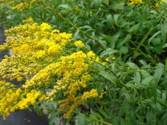 Solidago juncea