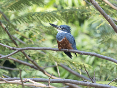 Megaceryle torquata
