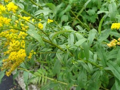 Solidago juncea