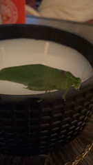 Microcentrum retinerve