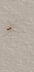 Pholcus