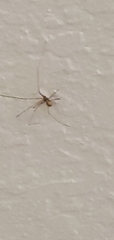 Pholcus