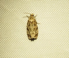 Phaecasiophora niveiguttana