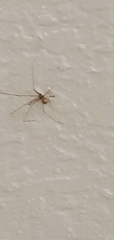 Pholcus