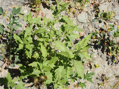 Dysphania ambrosioides