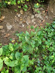 Persicaria filiformis