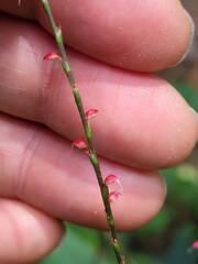Persicaria filiformis