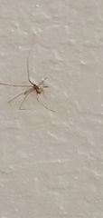 Pholcus