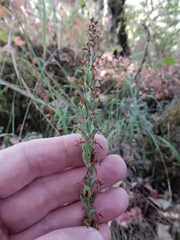 Platanthera transversa
