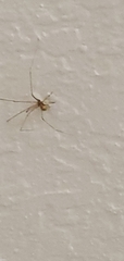 Pholcus