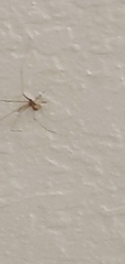 Pholcus