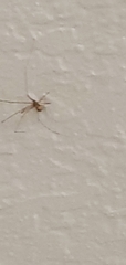Pholcus