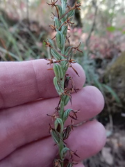 Platanthera transversa