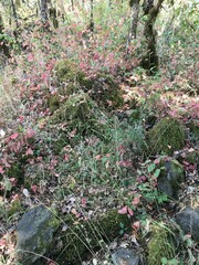 Platanthera transversa