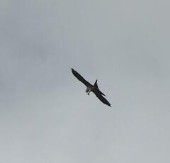 Elanoides forficatus